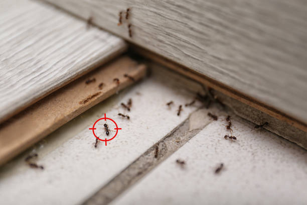 Best Bed Bug Extermination  in Hanover Park, IL