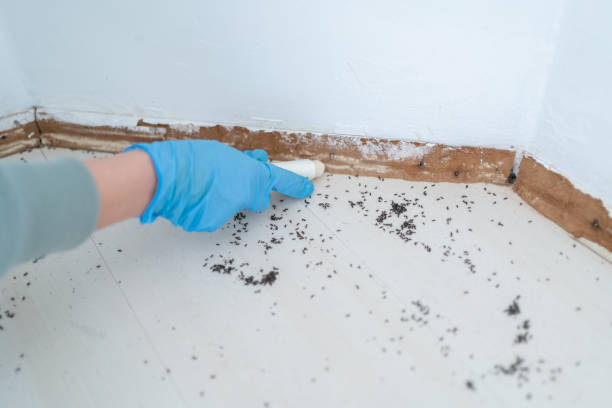 Best Mosquito Control Services  in Hanover Park, IL