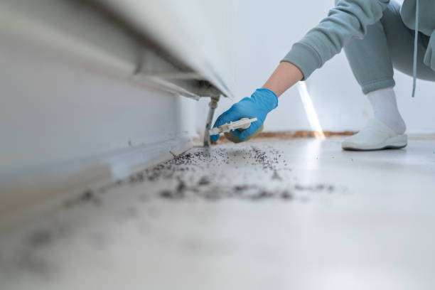 Best Best Pest Control Companies  in Hanover Park, IL